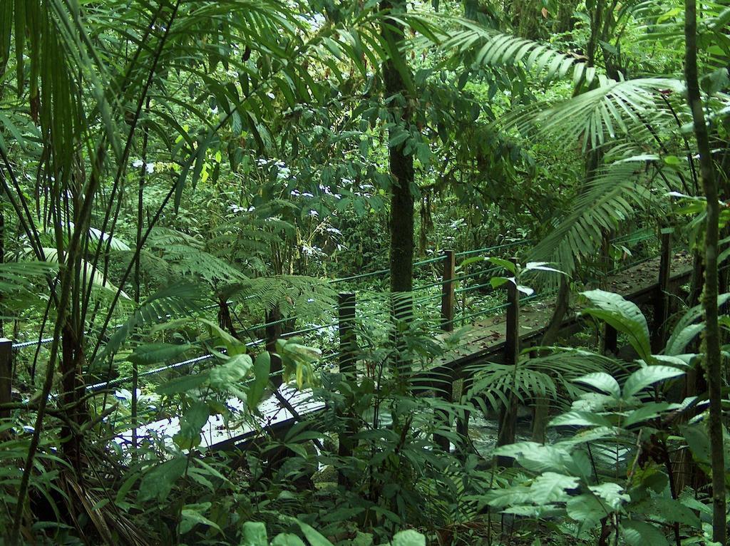 Yatama Rainforest Ecolodge Sarapiquí Exterior foto