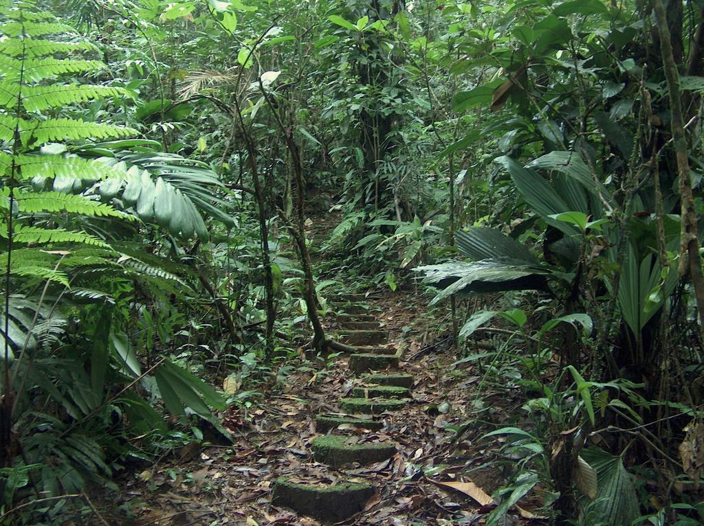 Yatama Rainforest Ecolodge Sarapiquí Exterior foto